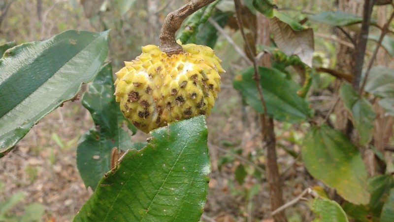 Annona tomentosa photo 3