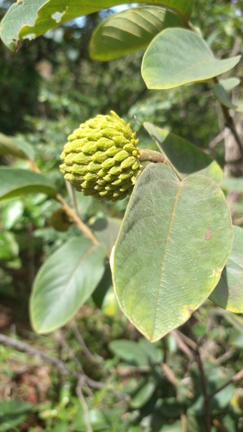 Annona tomentosa photo 4