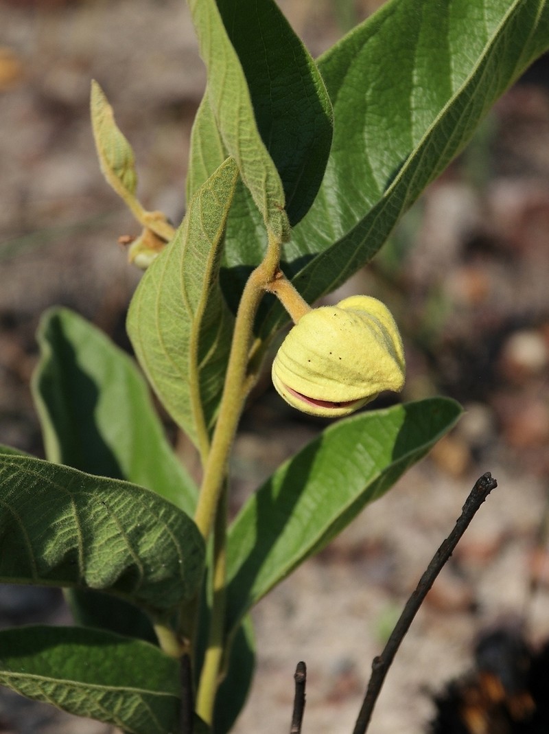 Annona tomentosa photo 5