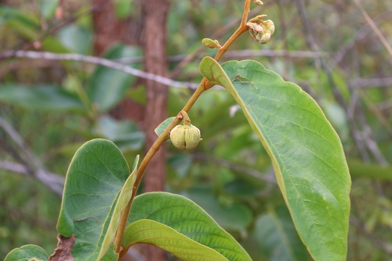 Annona tomentosa photo 6