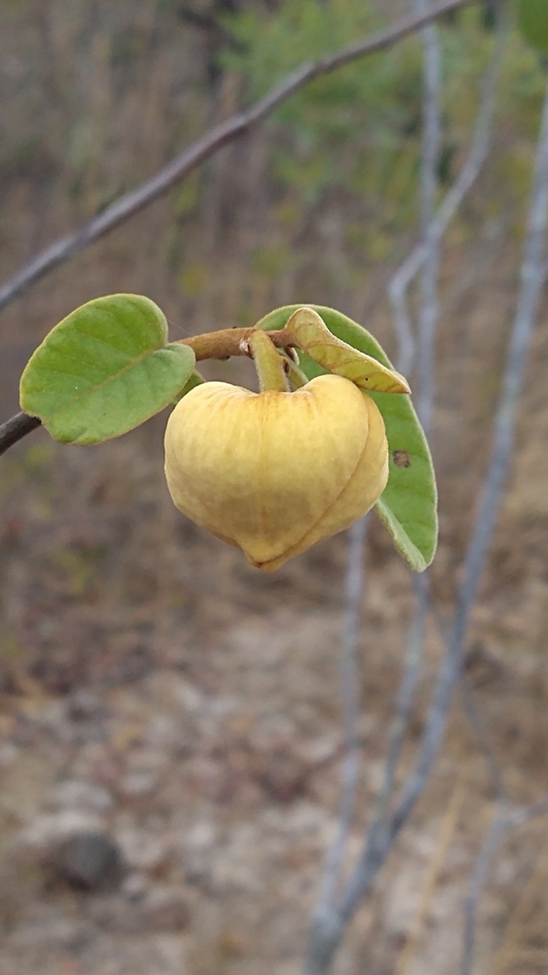 Annona tomentosa photo 7