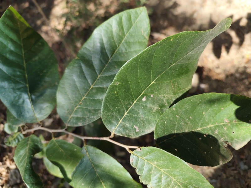 Annona urbaniana photo 2