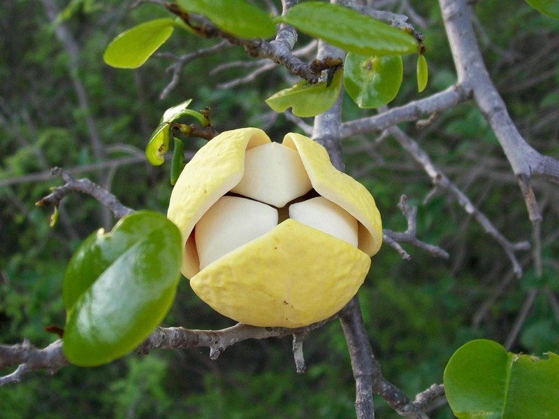 Annona vepretorum photo 3