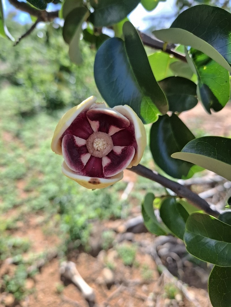 Annona vepretorum photo 4