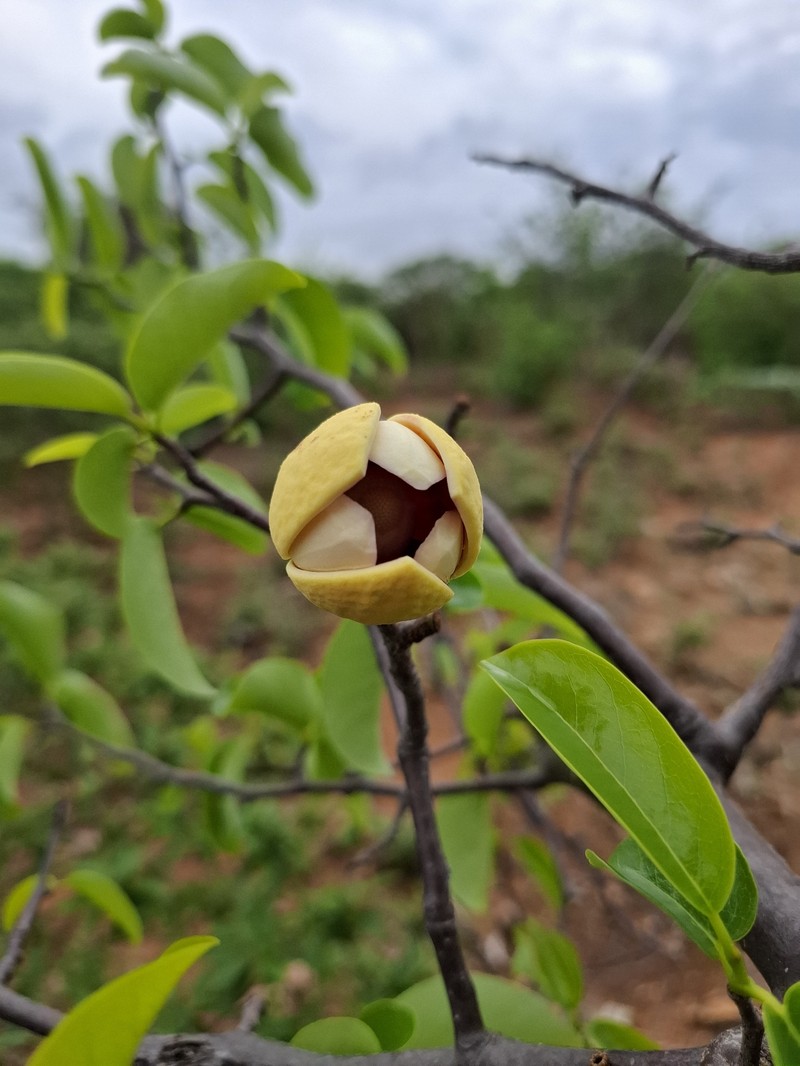 Annona vepretorum photo 6