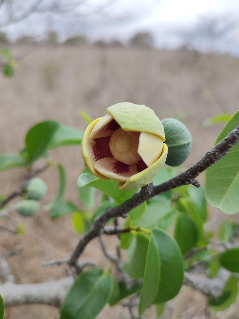 Annona vepretorum photo 7