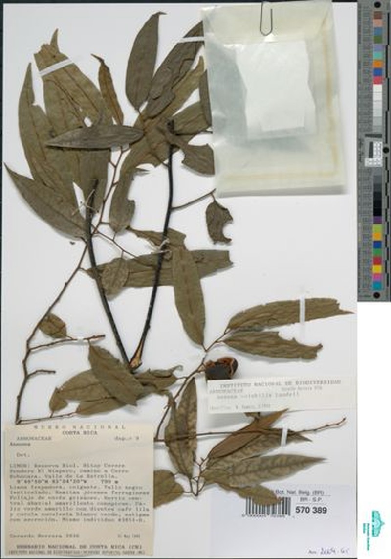 Annona volubilis