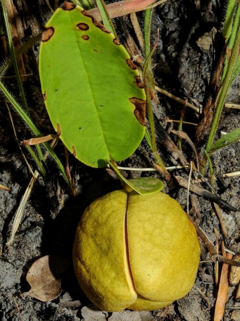 Annona warmingiana