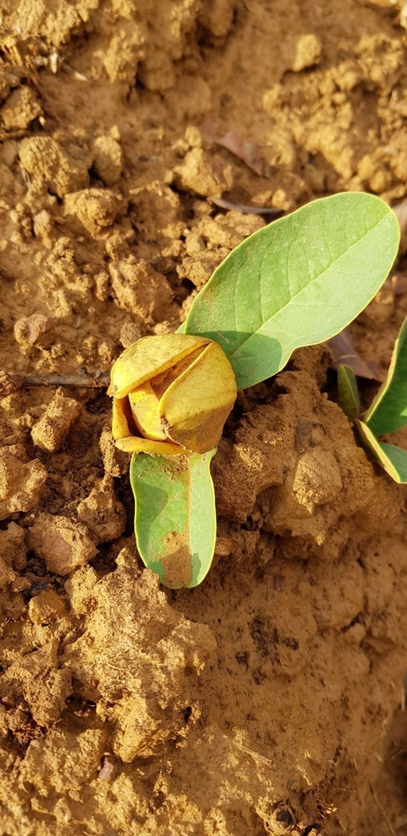 Annona warmingiana photo 2