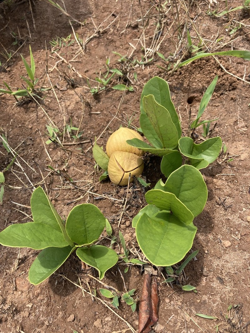 Annona warmingiana photo 3