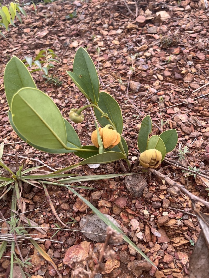Annona warmingiana photo 4