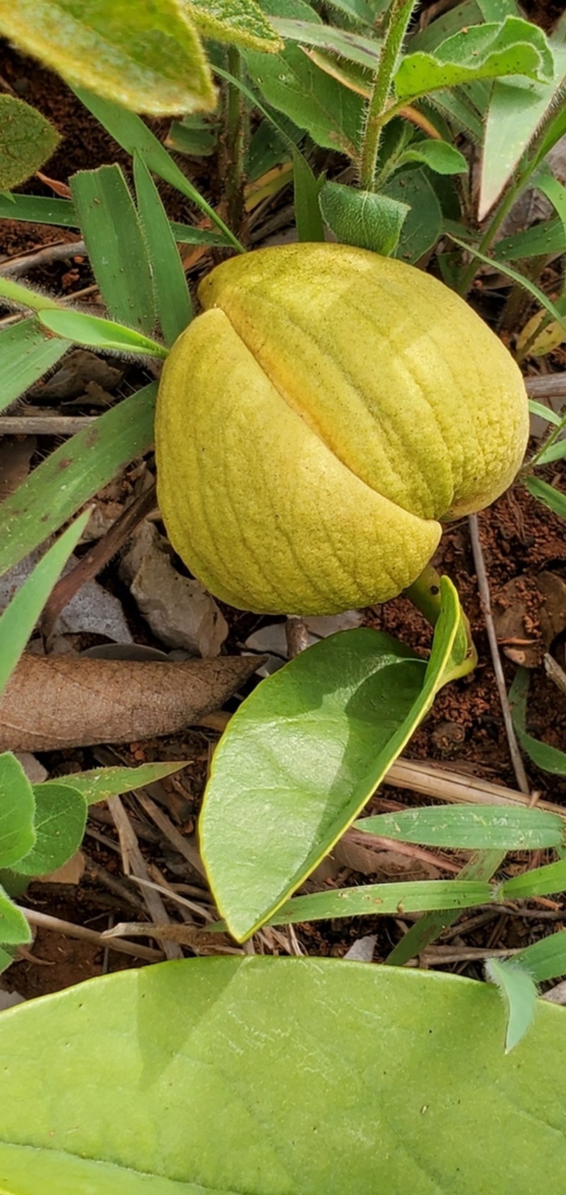 Annona warmingiana photo 5