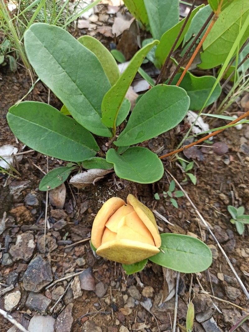 Annona warmingiana photo 6