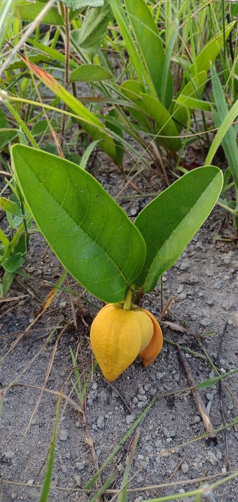 Annona warmingiana photo 7
