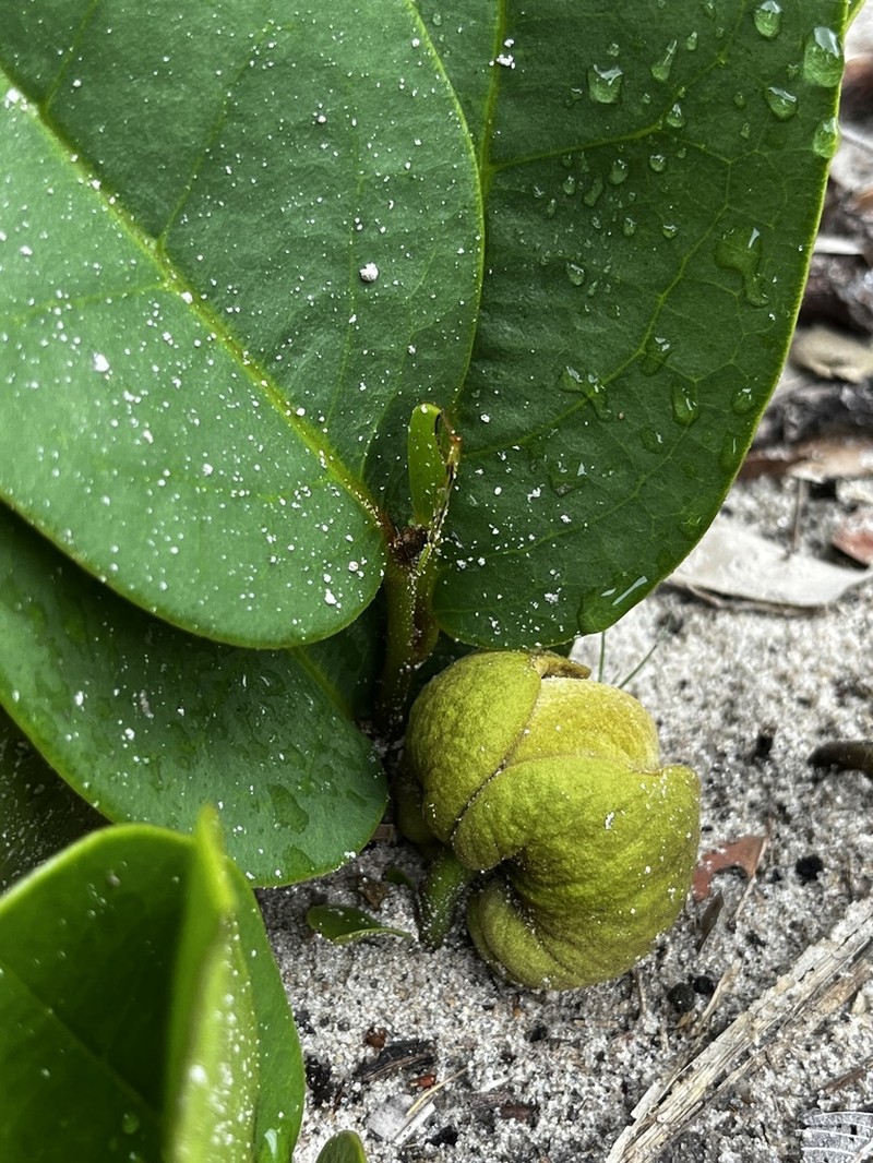 Annona warmingiana photo 8