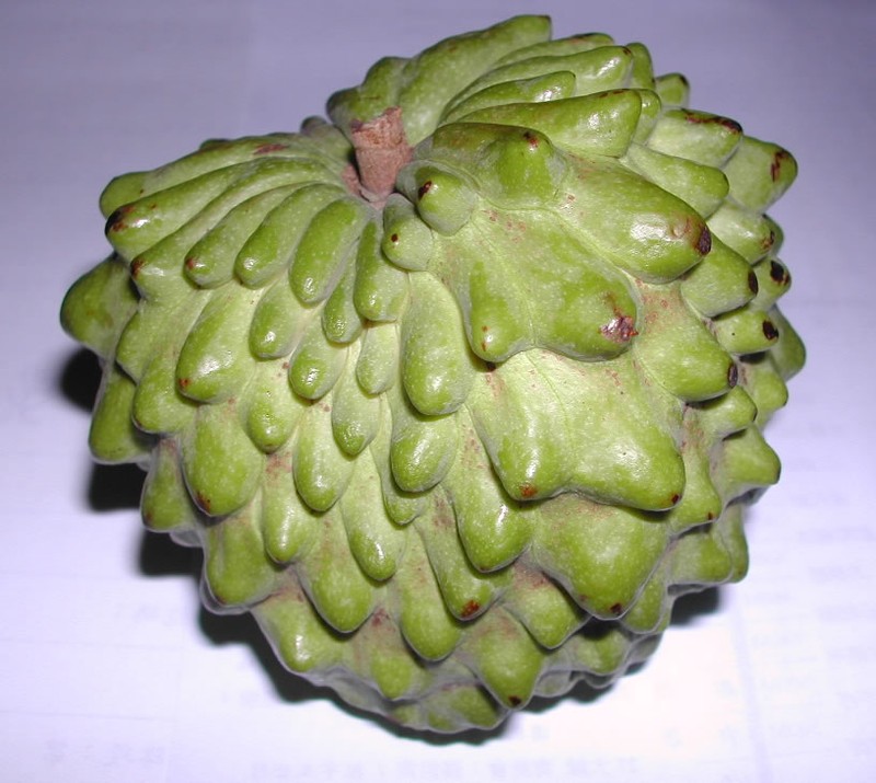 Annona xylopiifolia