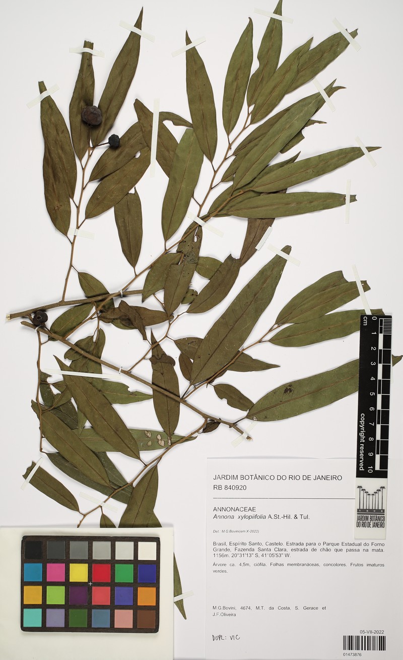 Annona xylopiifolia photo 2