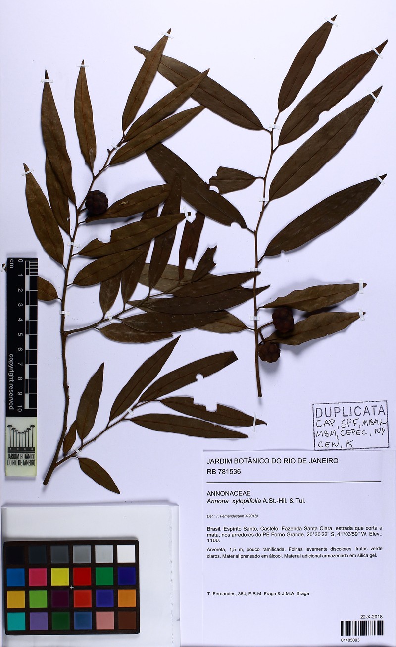 Annona xylopiifolia photo 3