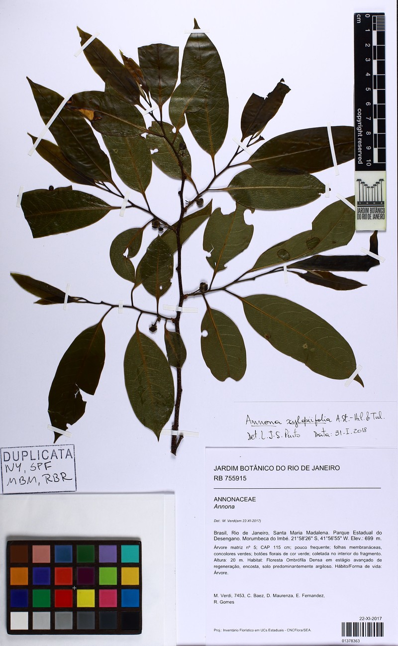 Annona xylopiifolia photo 4