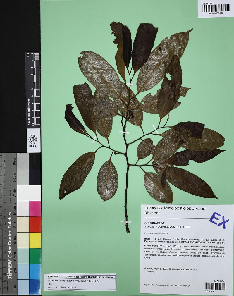 Annona xylopiifolia photo 5
