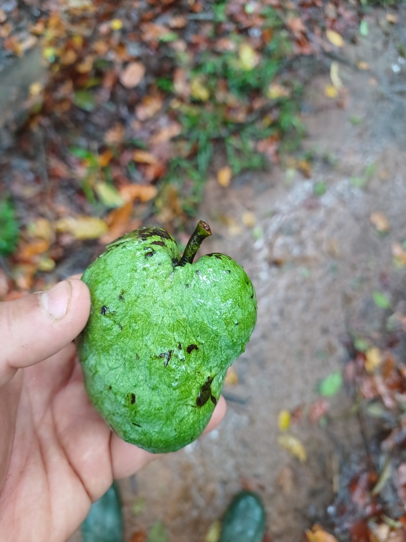 Annona xylopiifolia photo 7