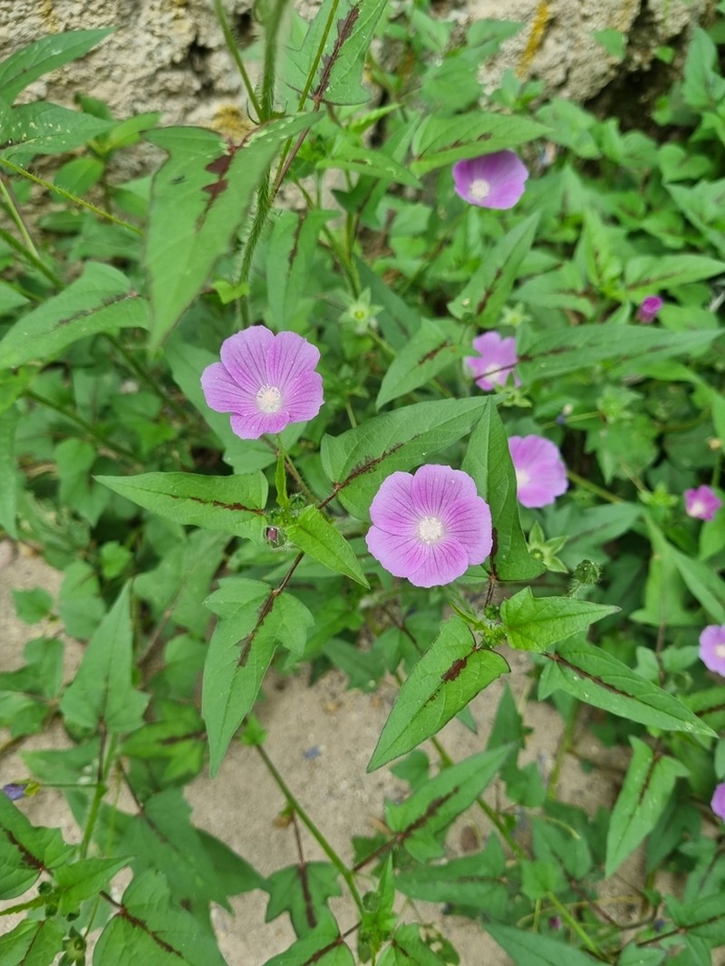 Anoda acerifolia