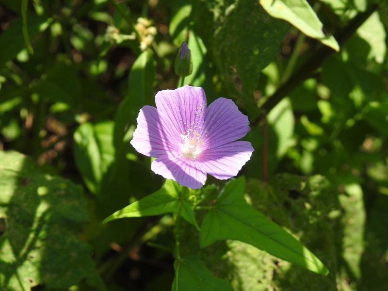 Anoda acerifolia photo 2