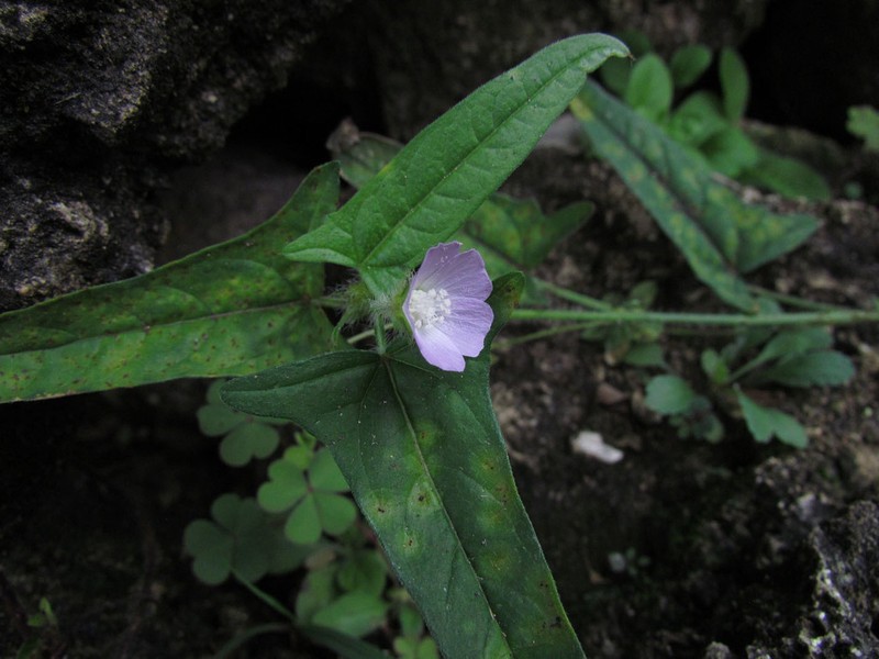 Anoda acerifolia photo 3
