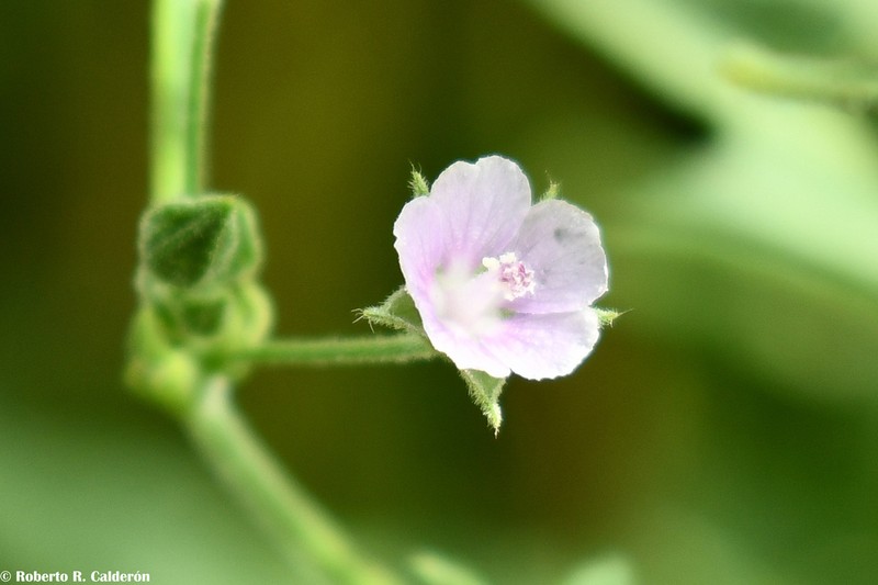 Anoda acerifolia photo 4