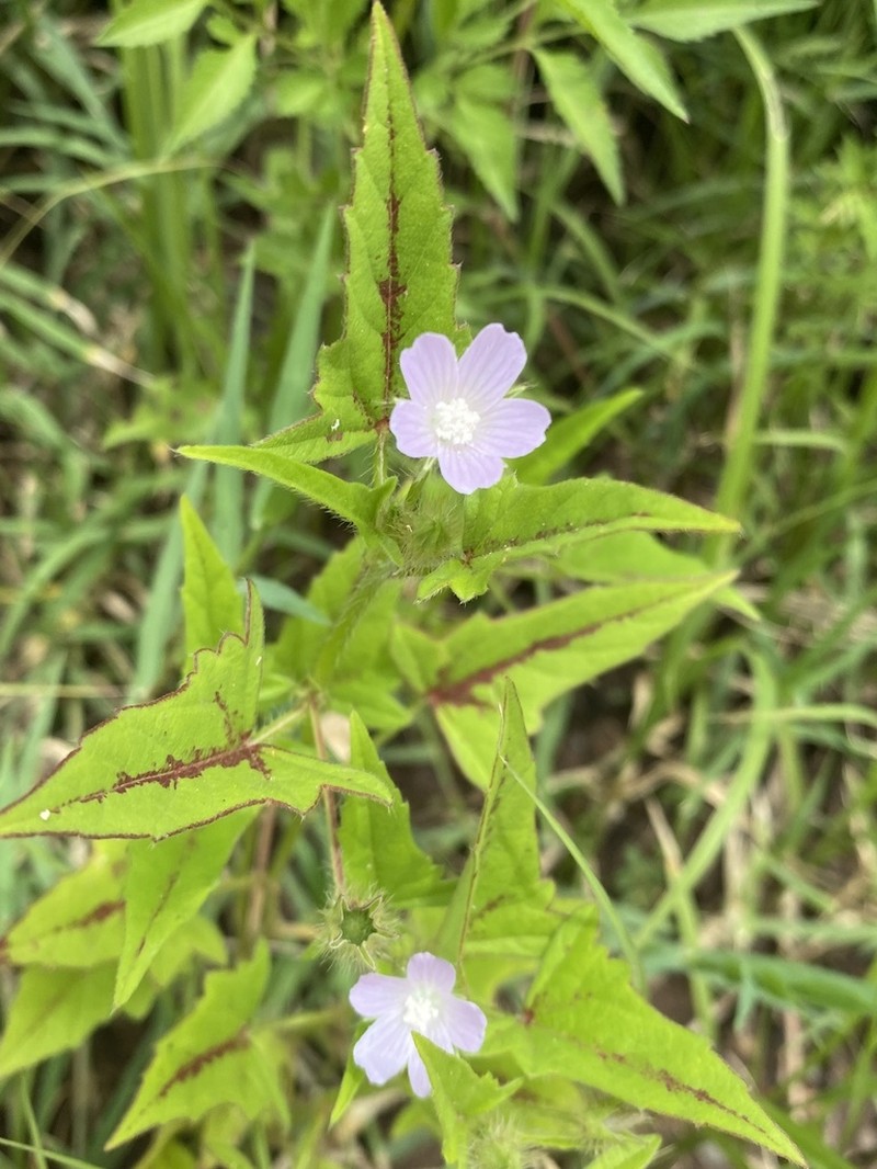 Anoda acerifolia photo 5