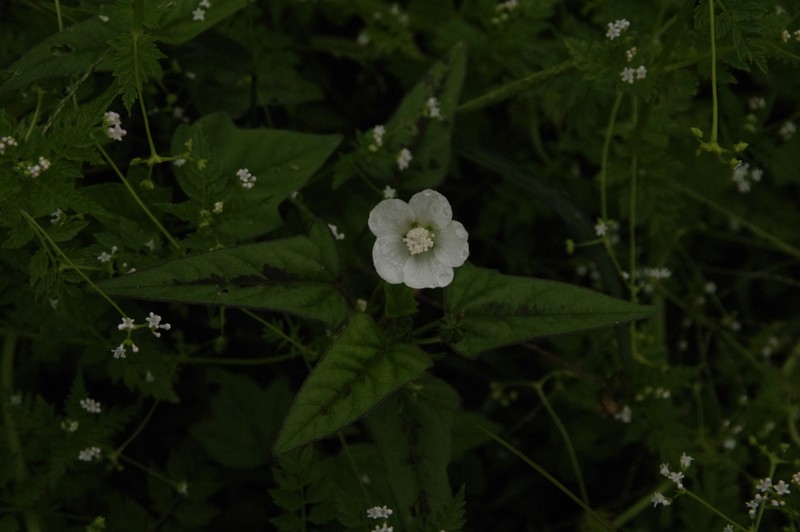 Anoda acerifolia photo 6