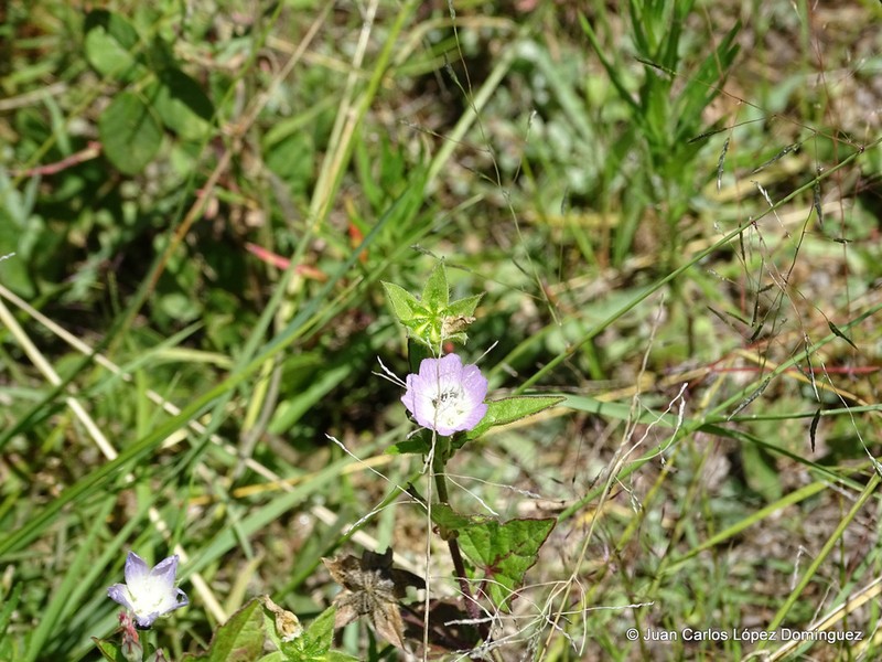 Anoda acerifolia photo 7