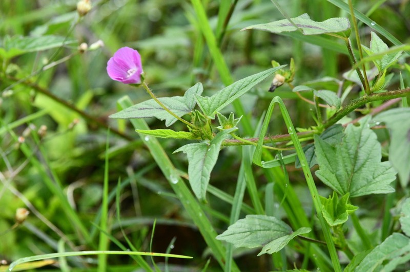 Anoda acerifolia photo 8