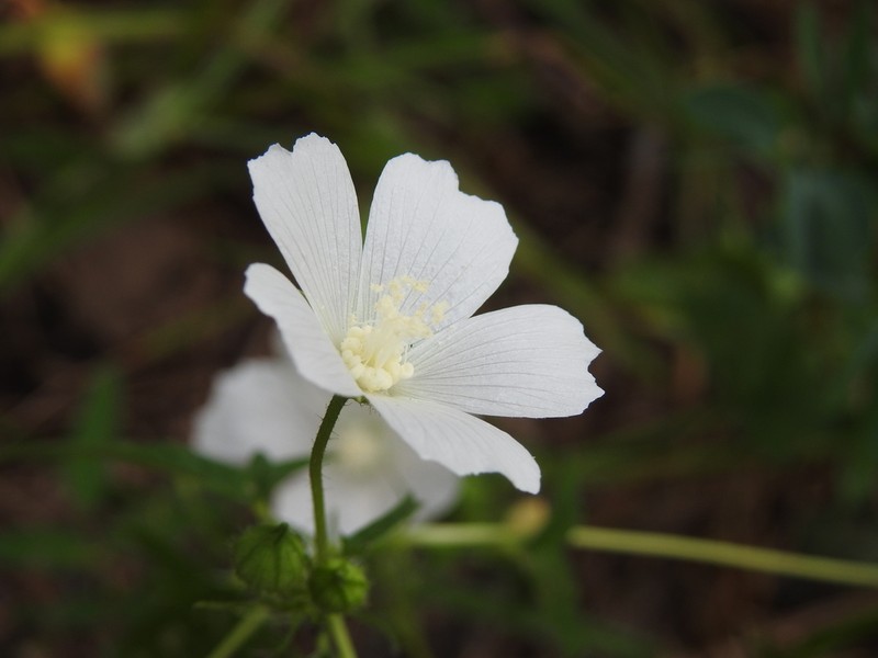 Anoda albiflora