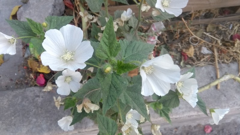 Anoda albiflora photo 2
