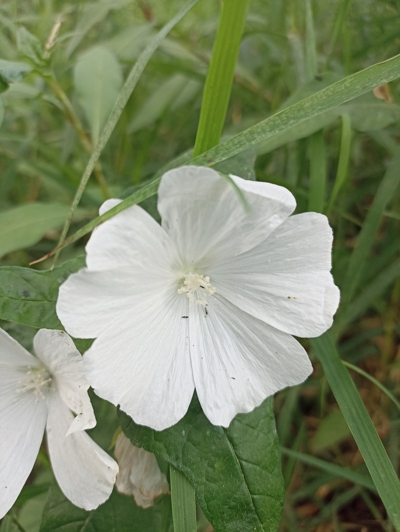 Anoda albiflora photo 3