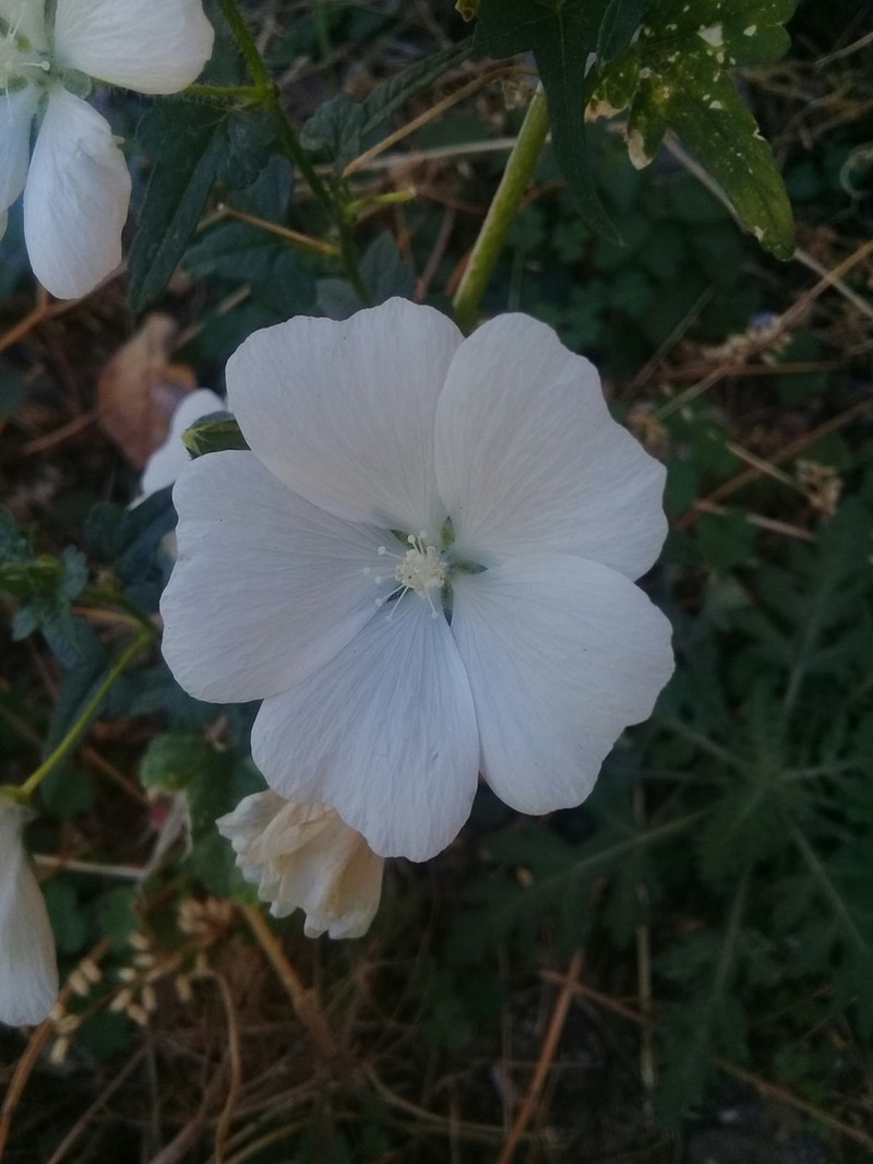 Anoda albiflora photo 4