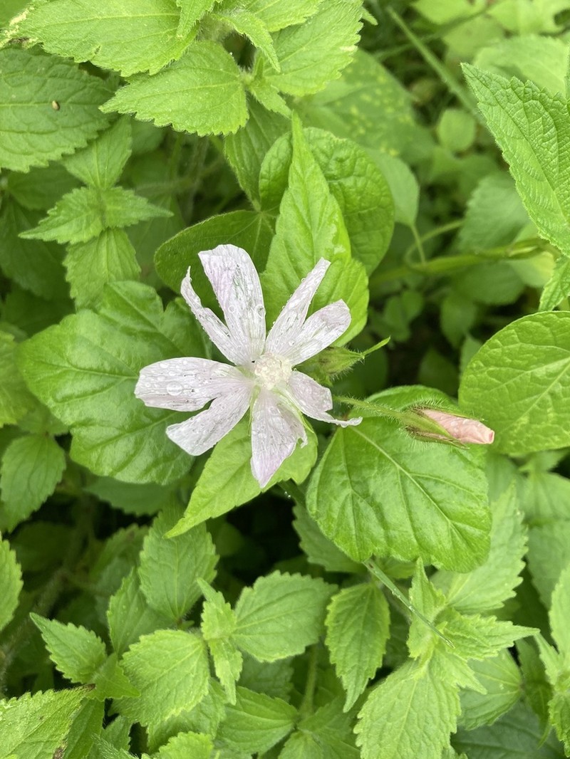 Anoda albiflora photo 5