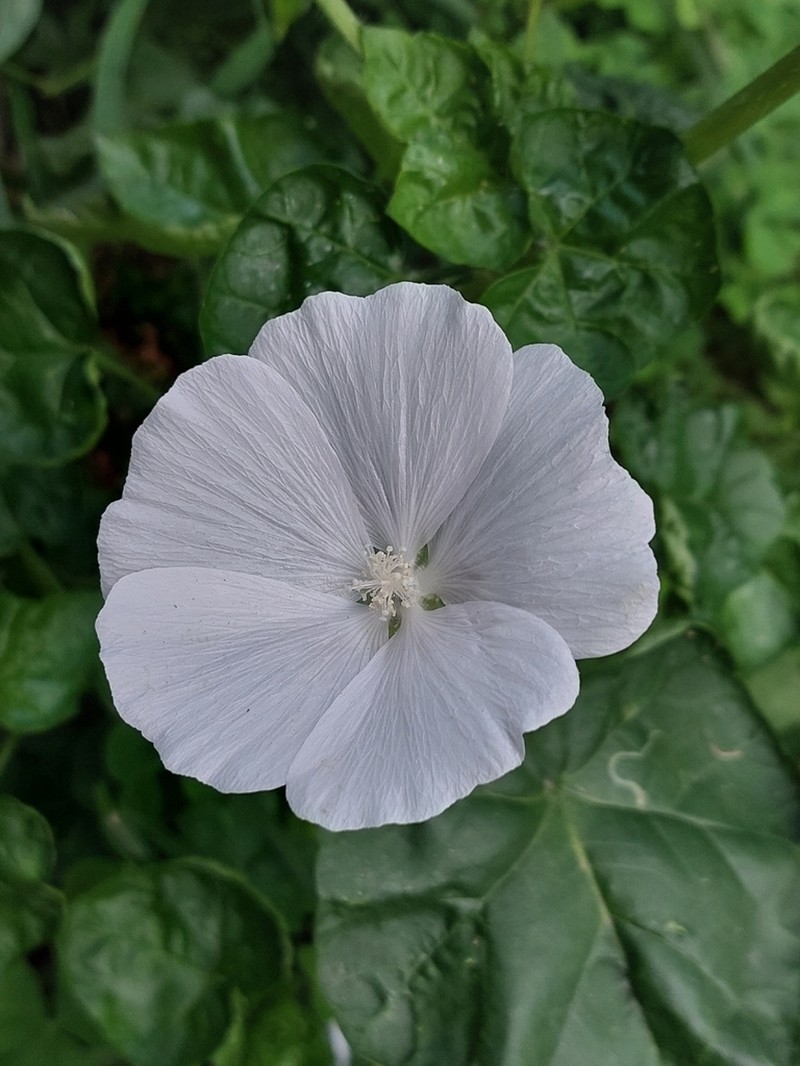 Anoda albiflora photo 6