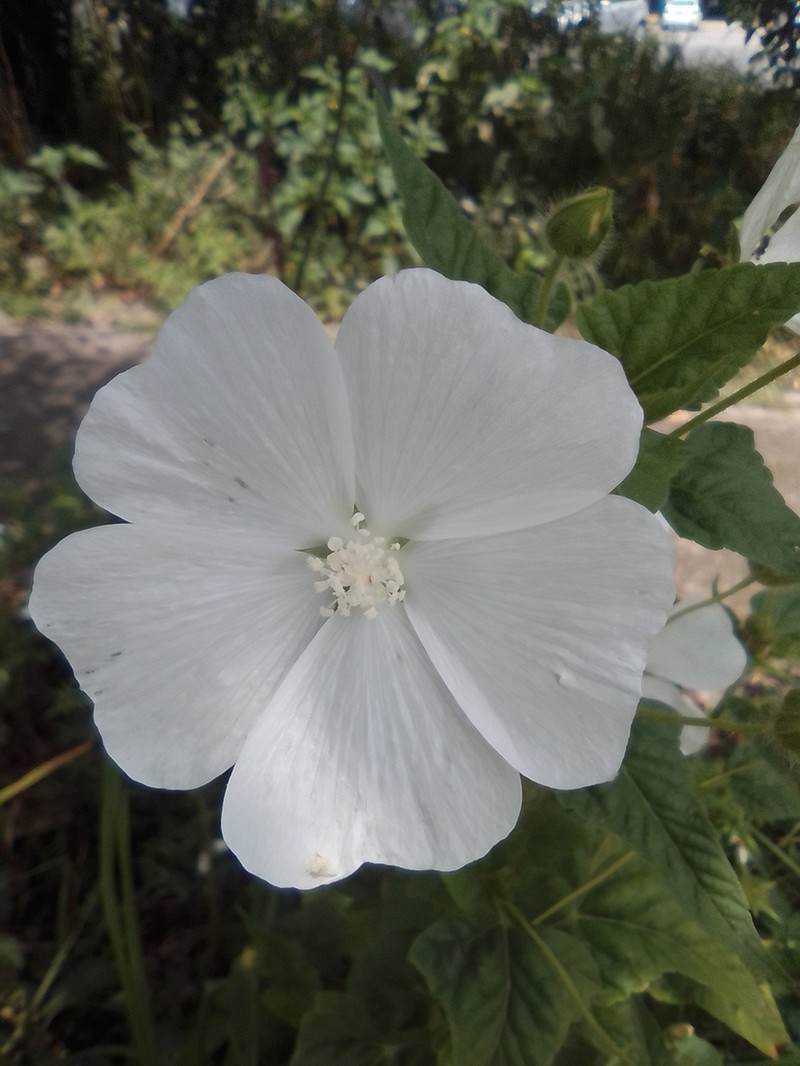 Anoda albiflora photo 7