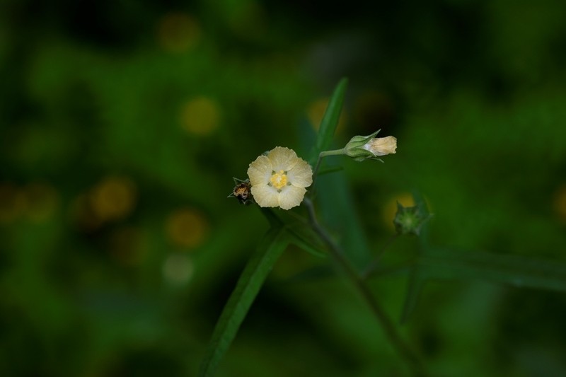 Thicket Anoda photo 7