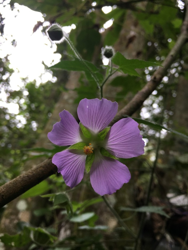Anoda guatemalensis
