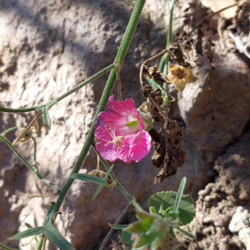 Anoda henricksonii