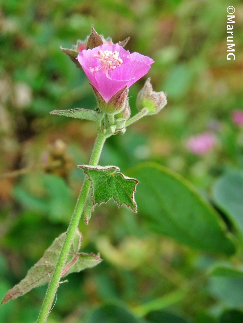 Anoda henricksonii photo 2