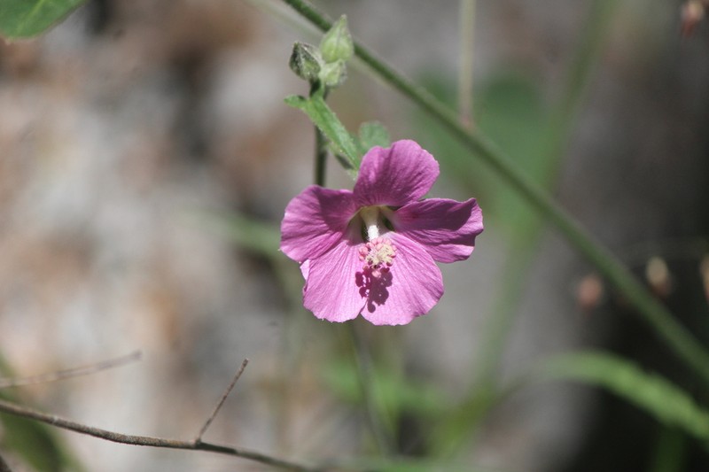 Anoda henricksonii photo 3