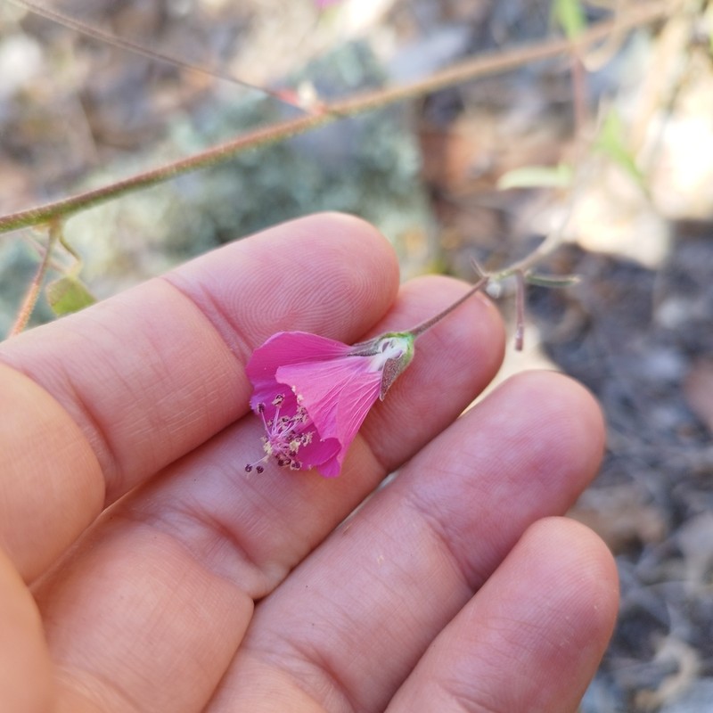 Anoda henricksonii photo 4