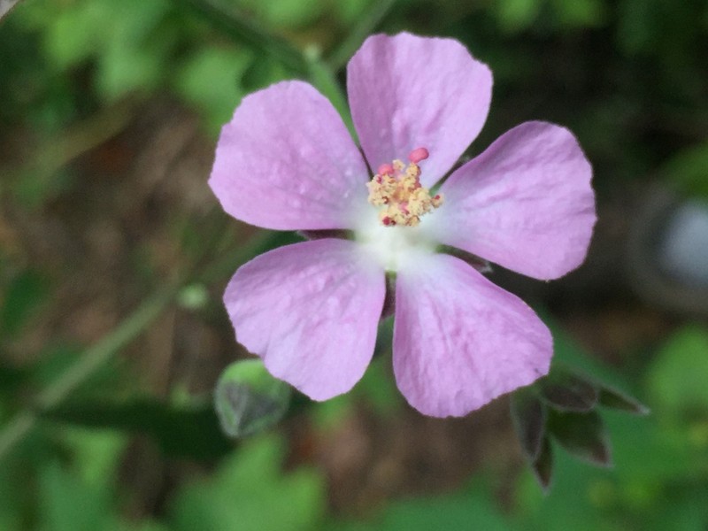 Anoda henricksonii photo 6