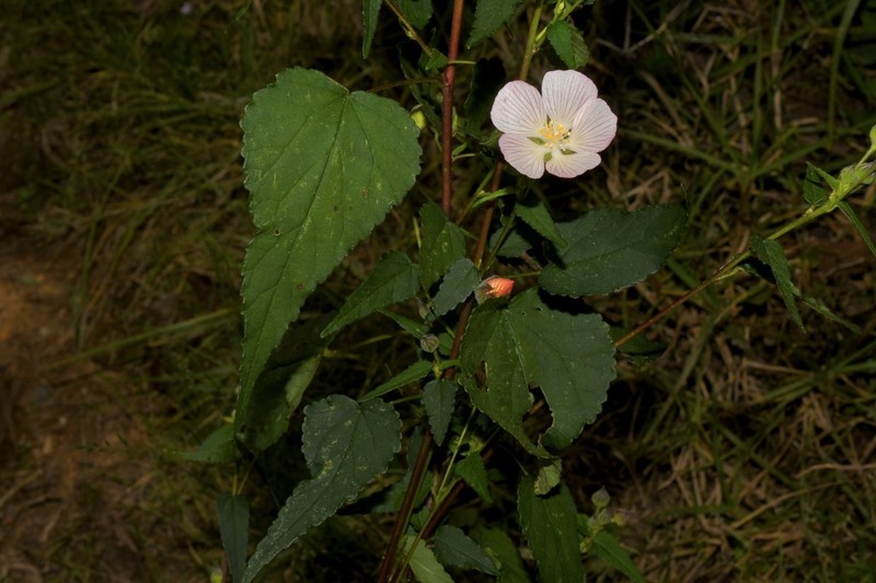 Anoda hintoniorum