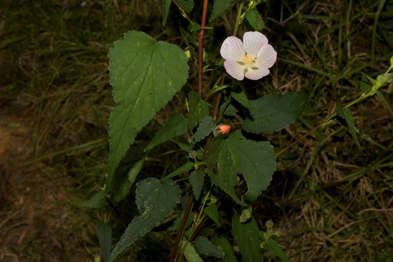 Anoda hintoniorum photo 5