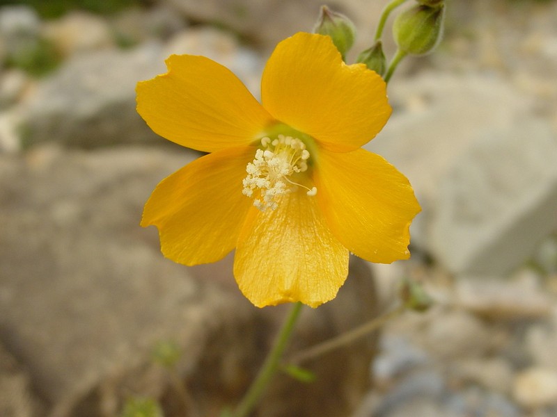 Anoda leonensis photo 4